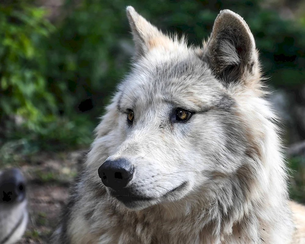 Макензенский волк