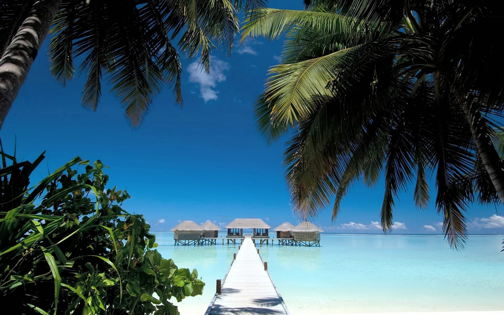 Мальдивы океан пальмы бунгало