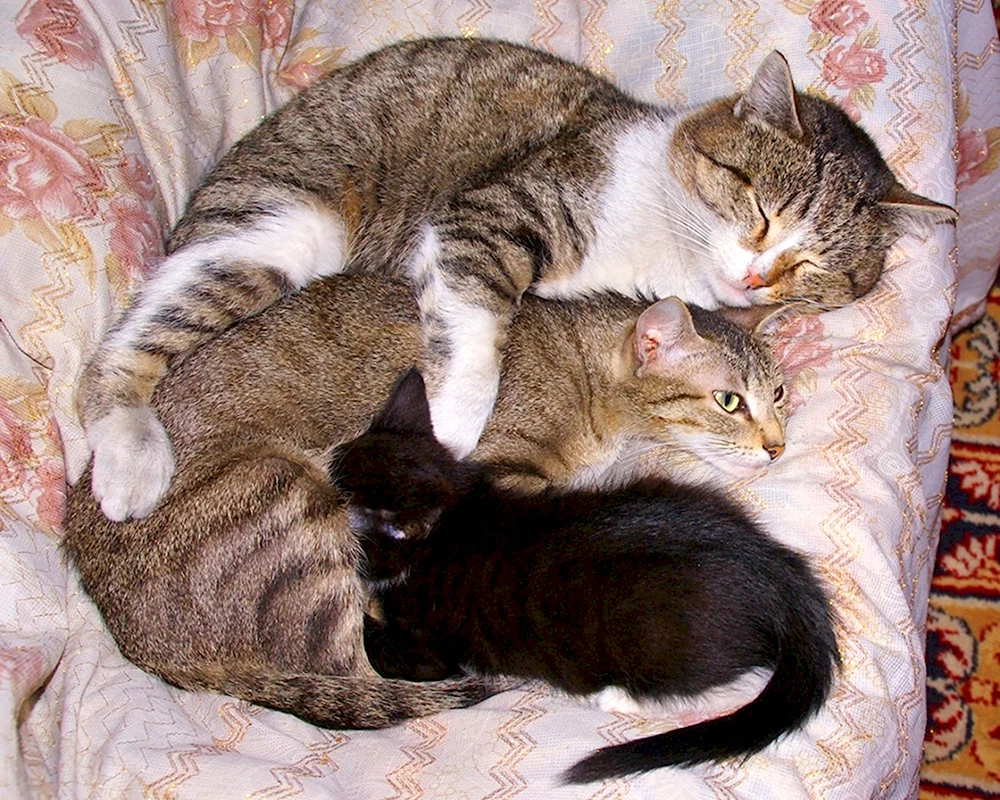 Мама кошка и папа кот