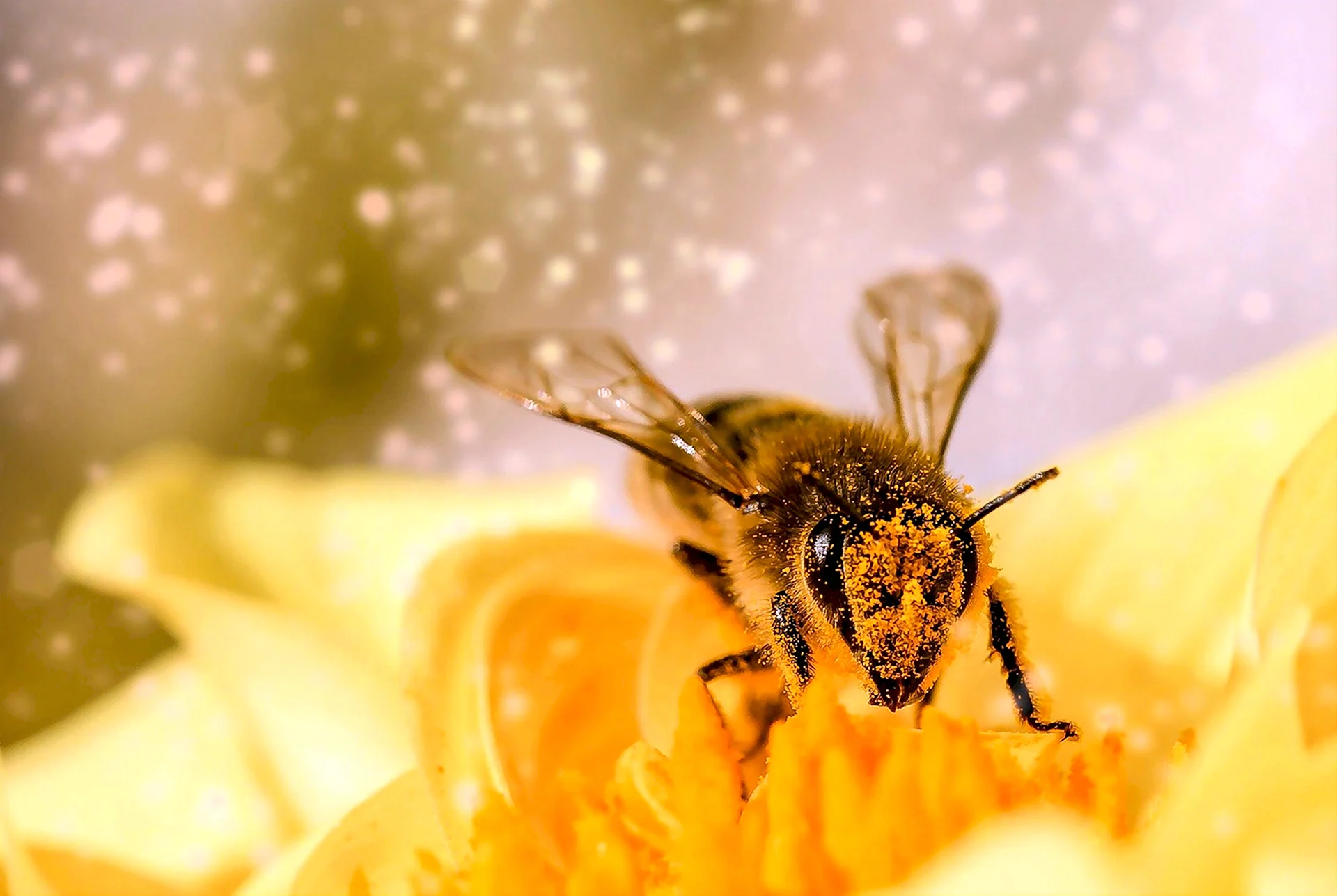 Медоносная пчела в пыльце