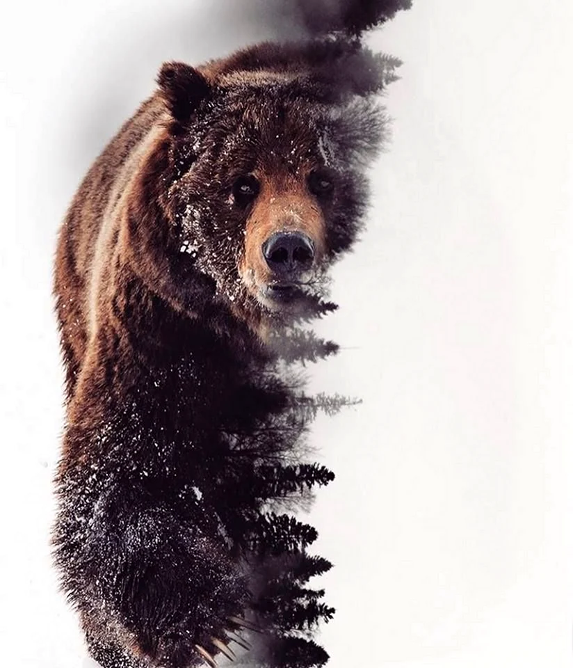 Медведь двойная экспозиция