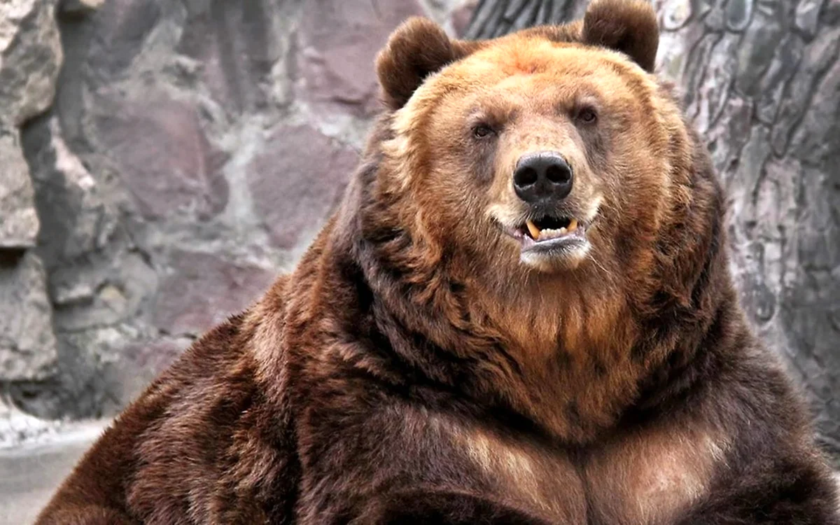Медведь Гризли медведь Гризли