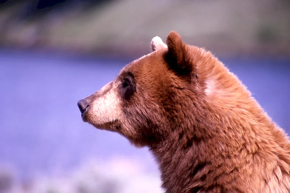 Медведь Гризли профиль