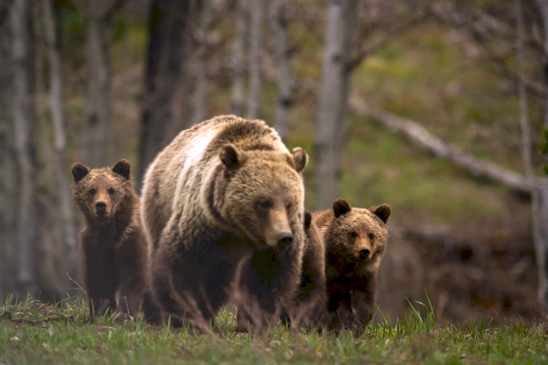 Медведь Гризли с медвежатами