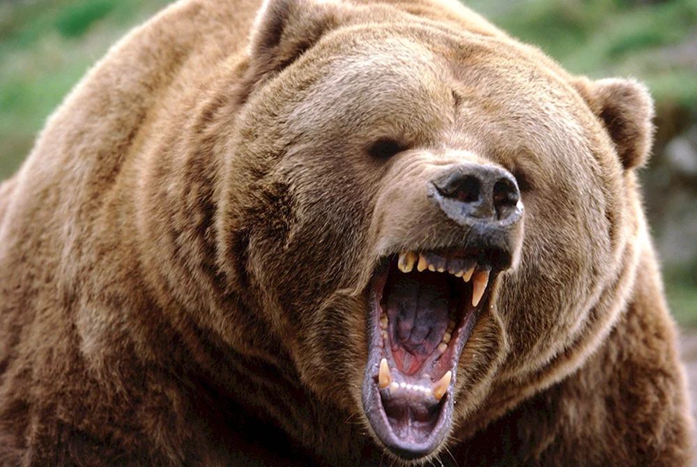 Медведь Гризли страшный