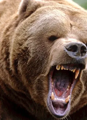 Медведь Гризли страшный