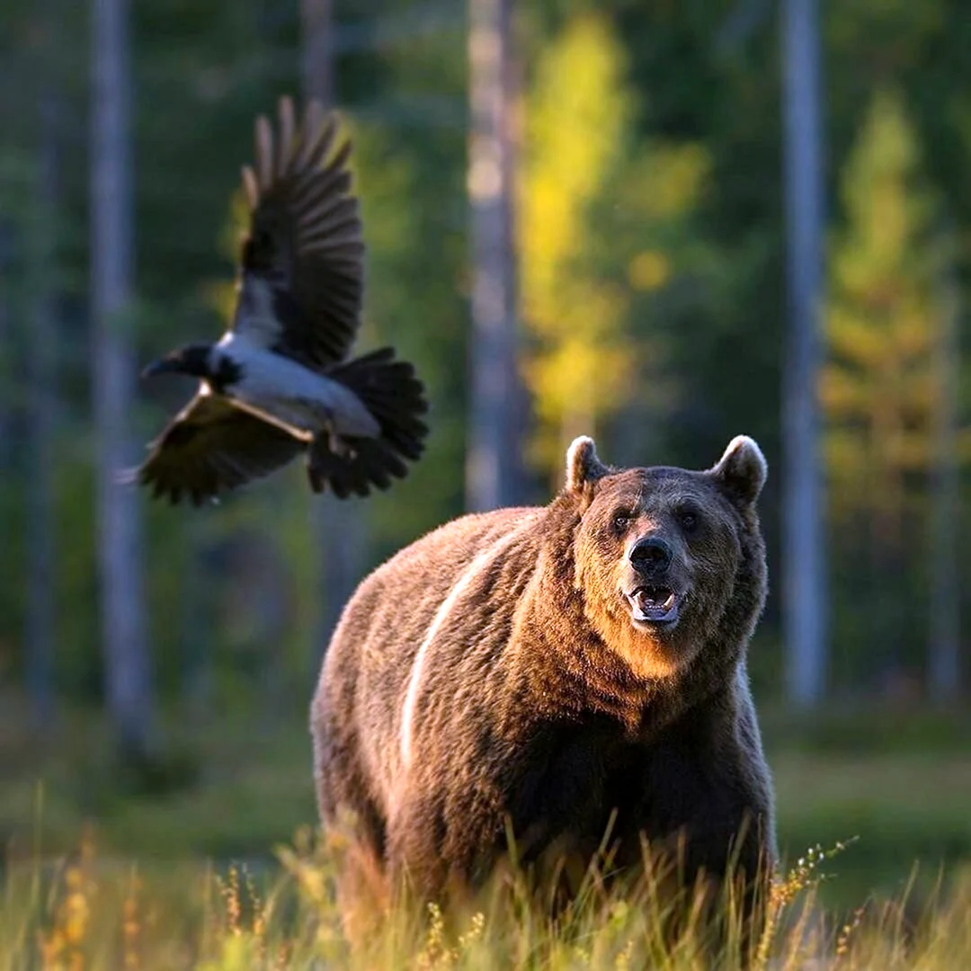 Медведь Гризли в лесу