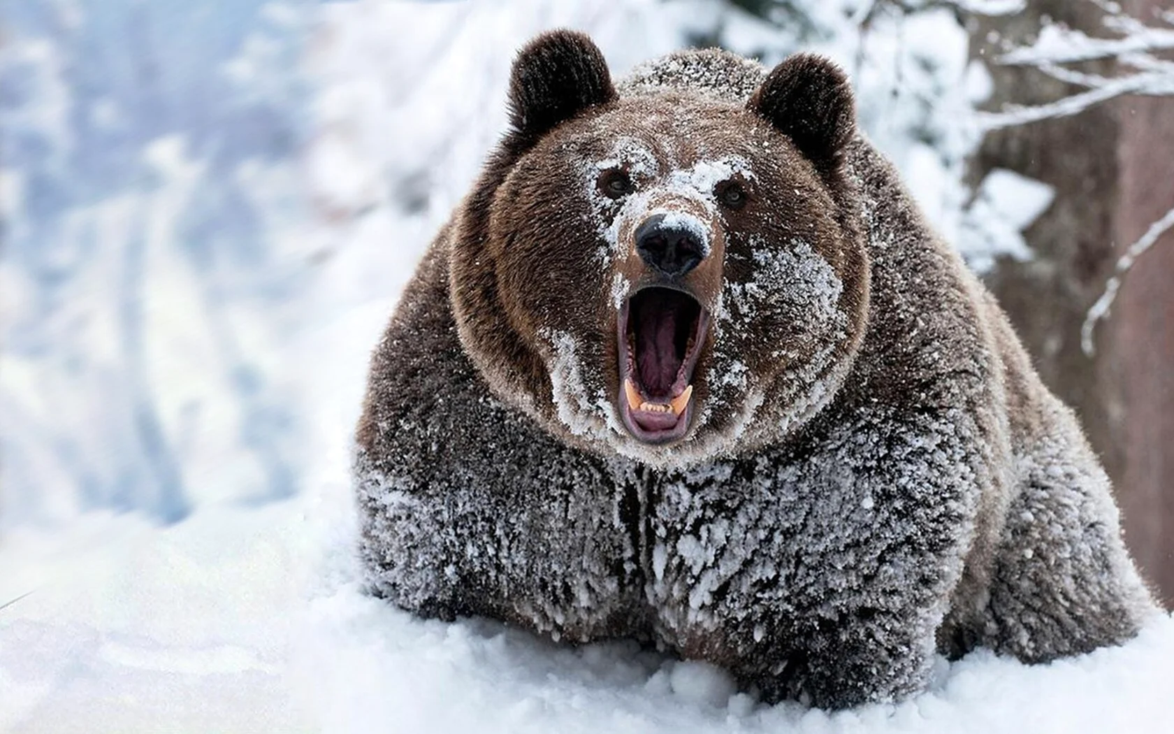 Медведь Гризли зимой