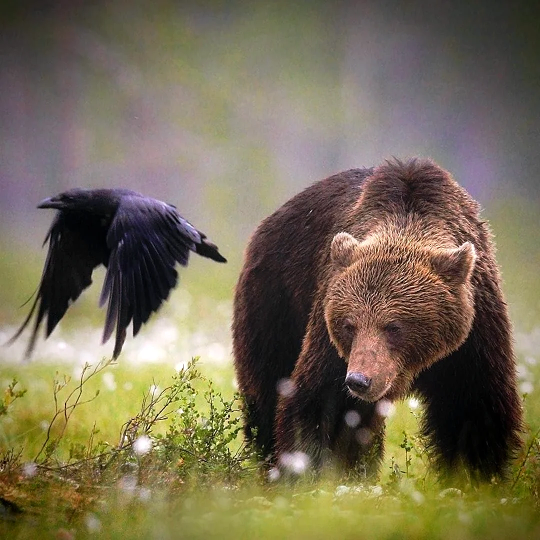 Медведь и птица