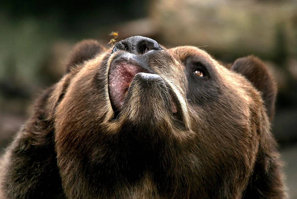 Медведь Кадьяк