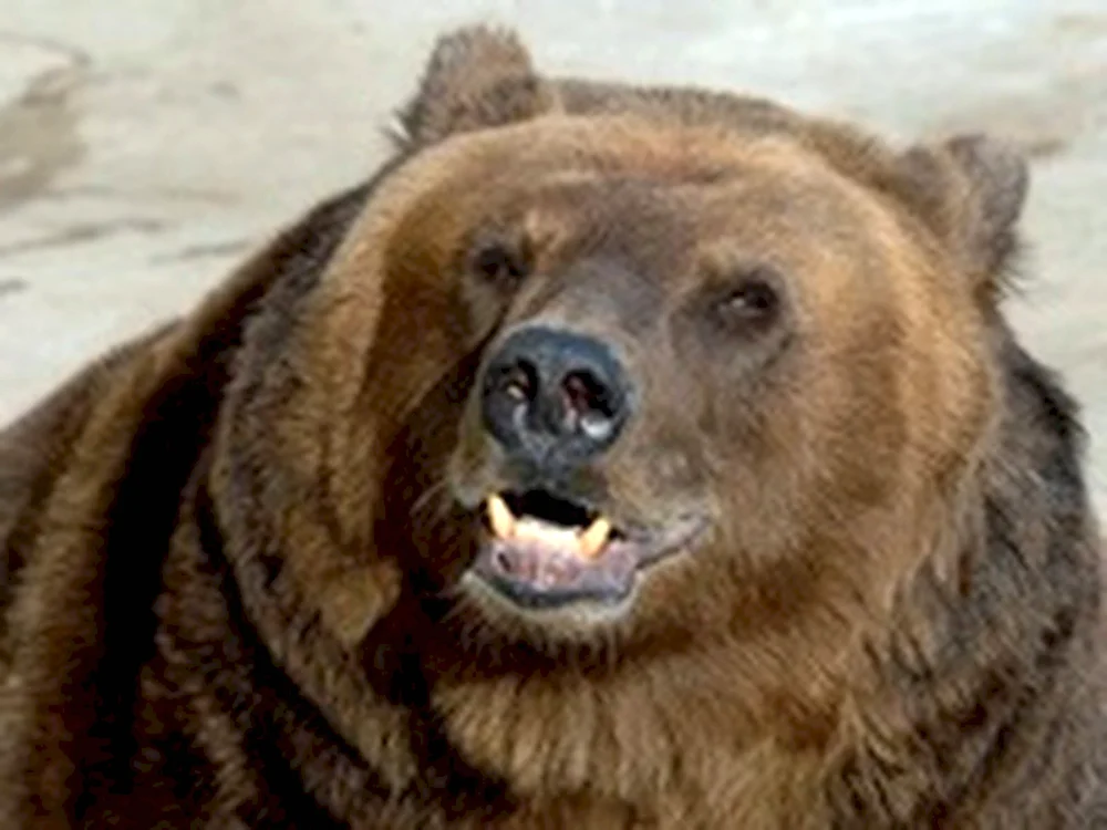 Медведь Михаил
