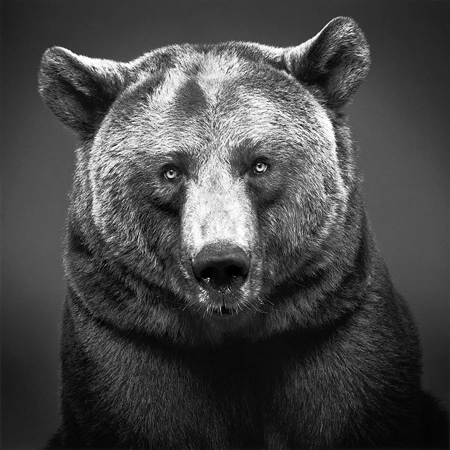 Медведь портрет