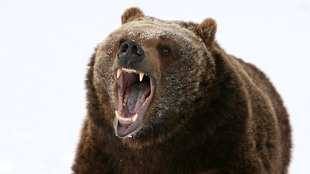Медведь рычит Сток