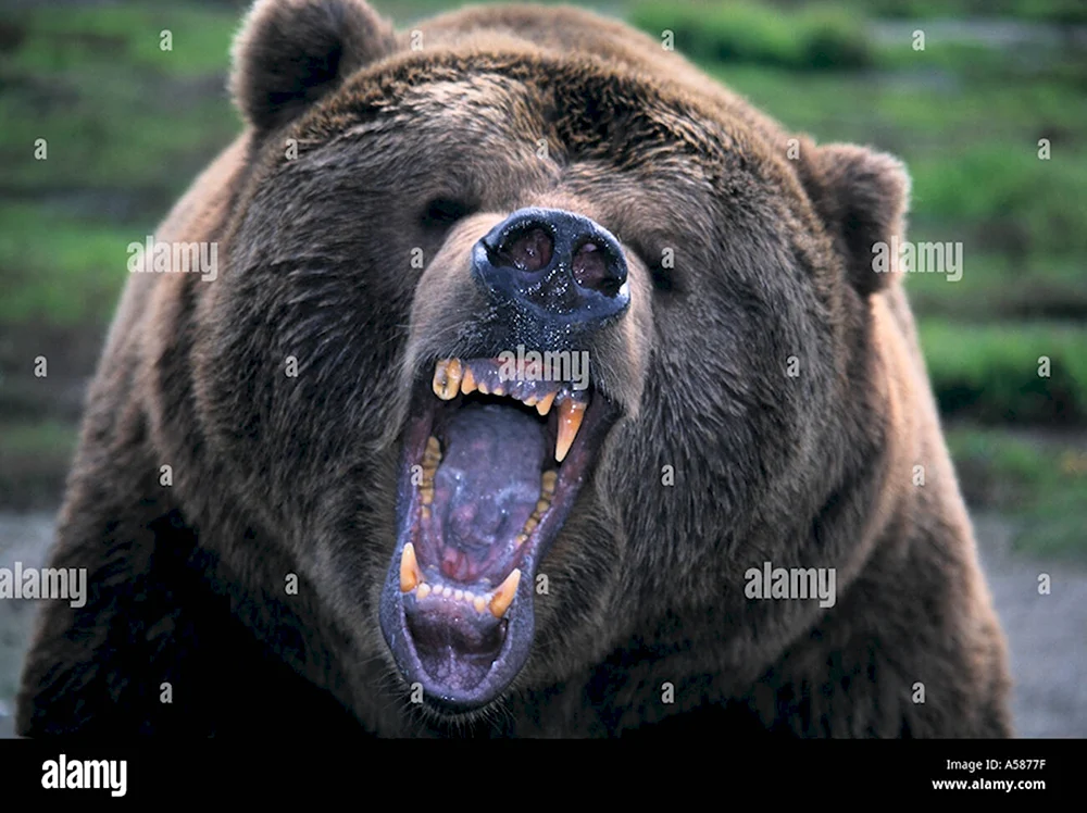 Медведь рычит в профиль