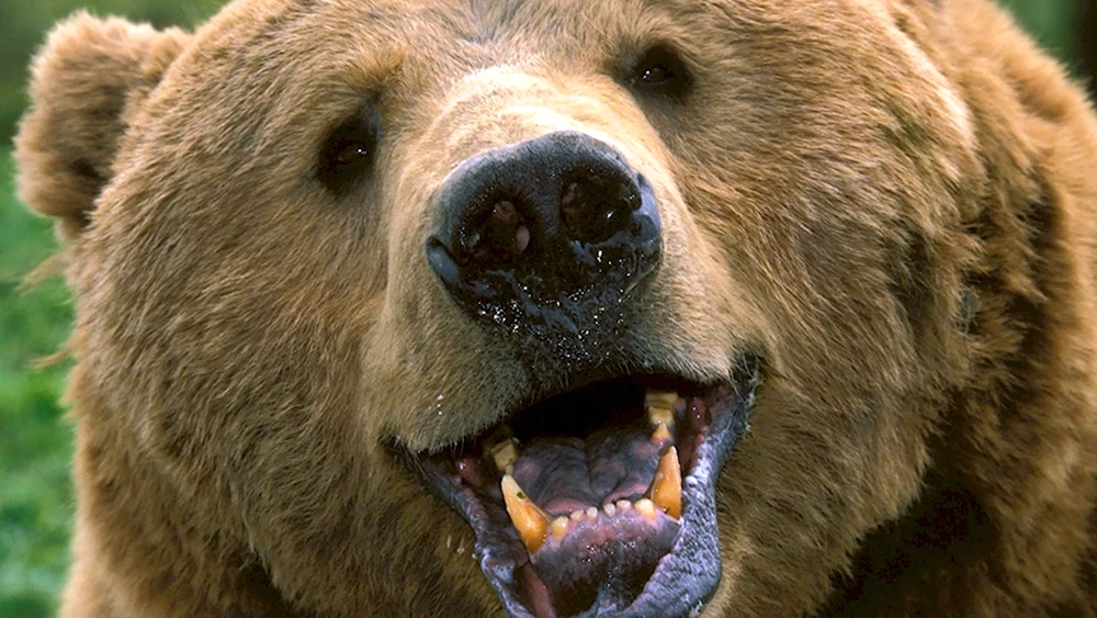 Медведь улыбака