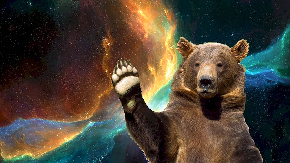 Медведь в космосе