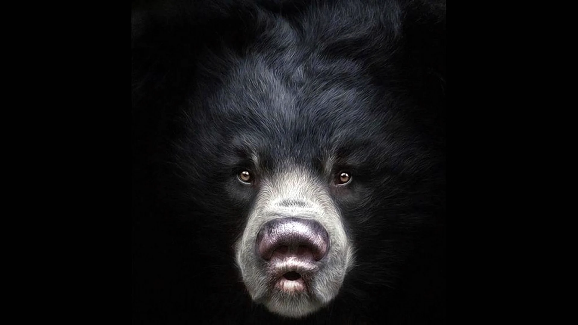 Медведь в темноте