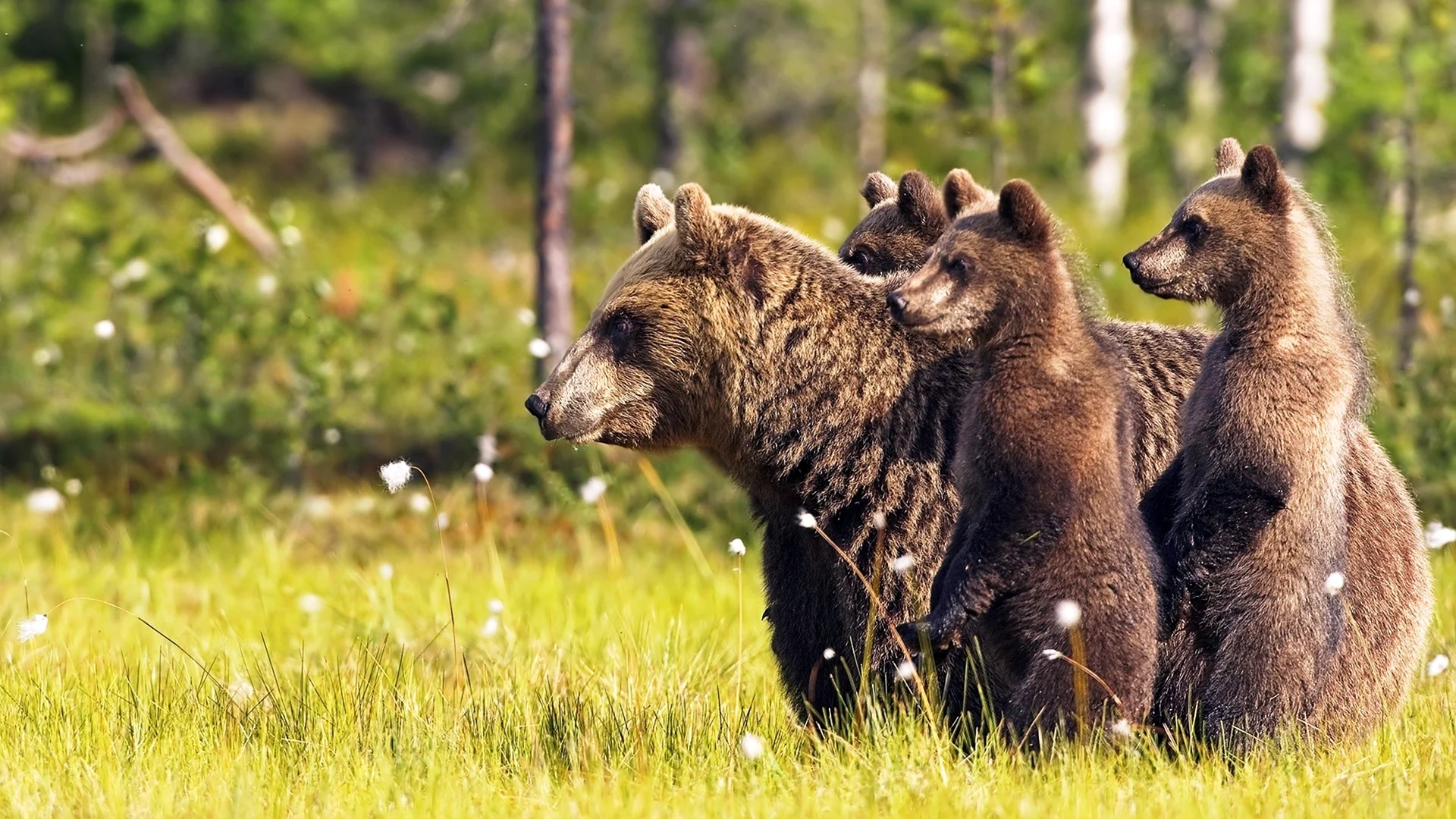 Медведь защищает семью