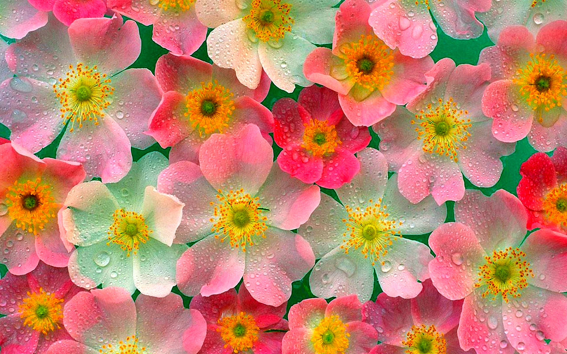 Мелкие разноцветные цветочки