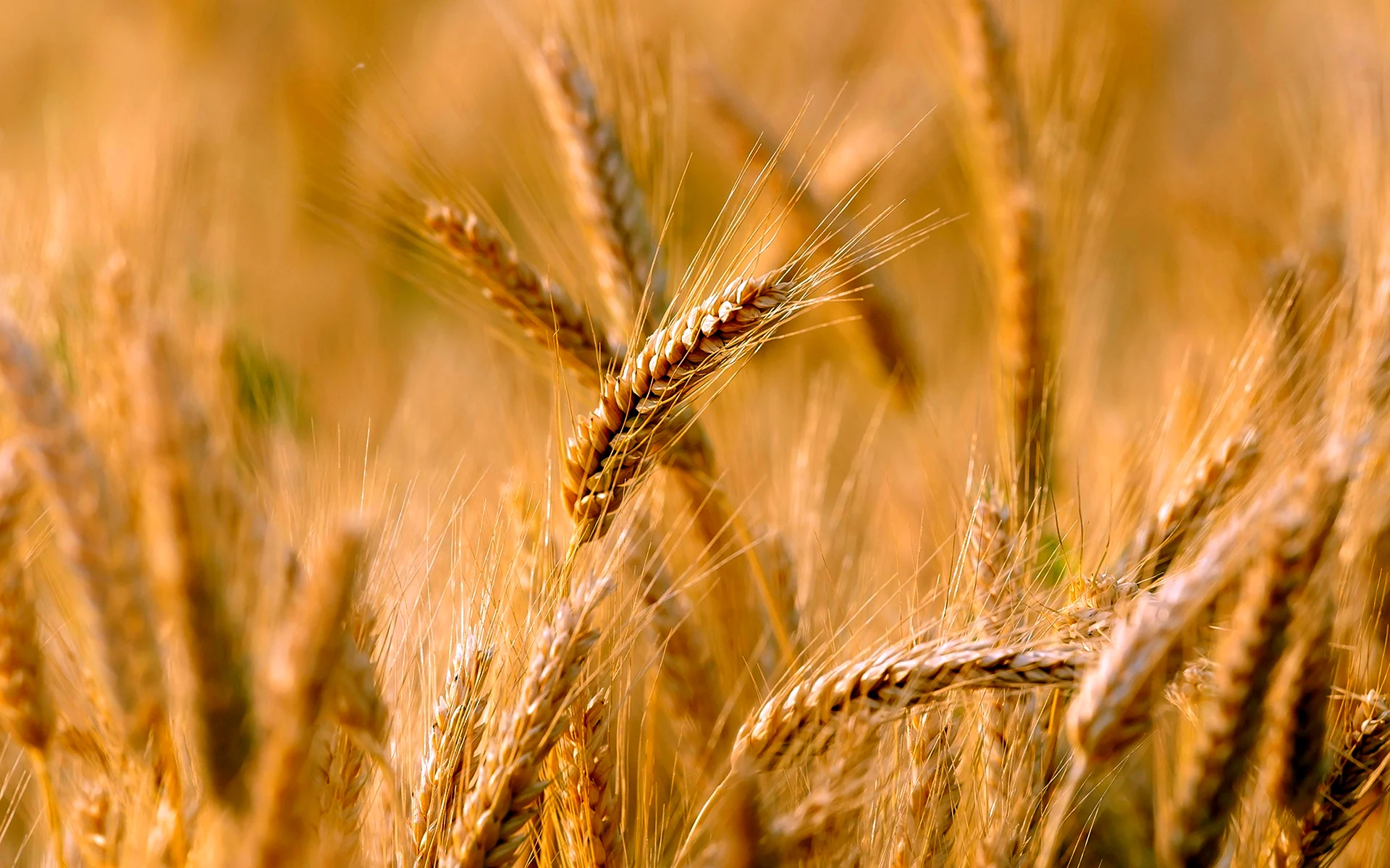Микотоксины пшеница
