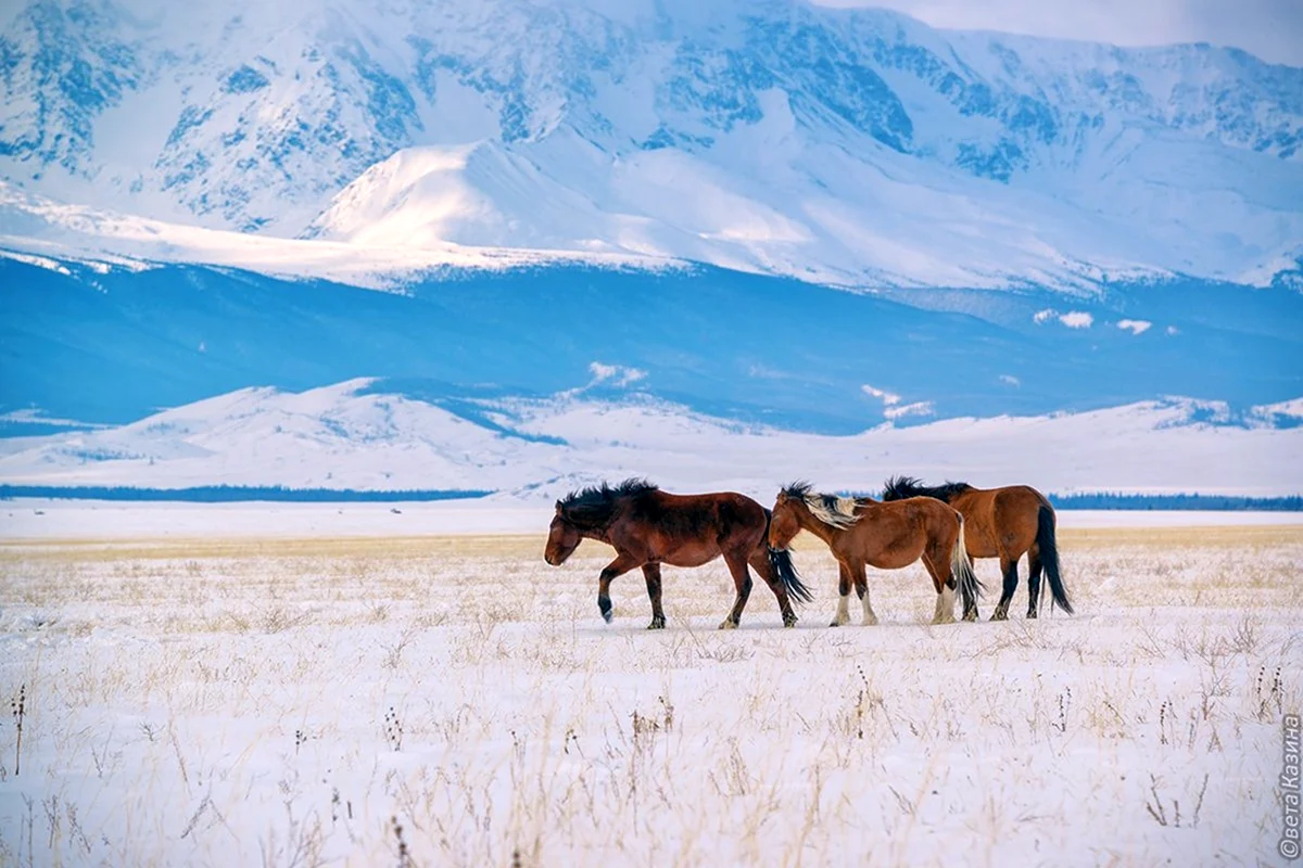 Монголия на фото Светланы Казиной