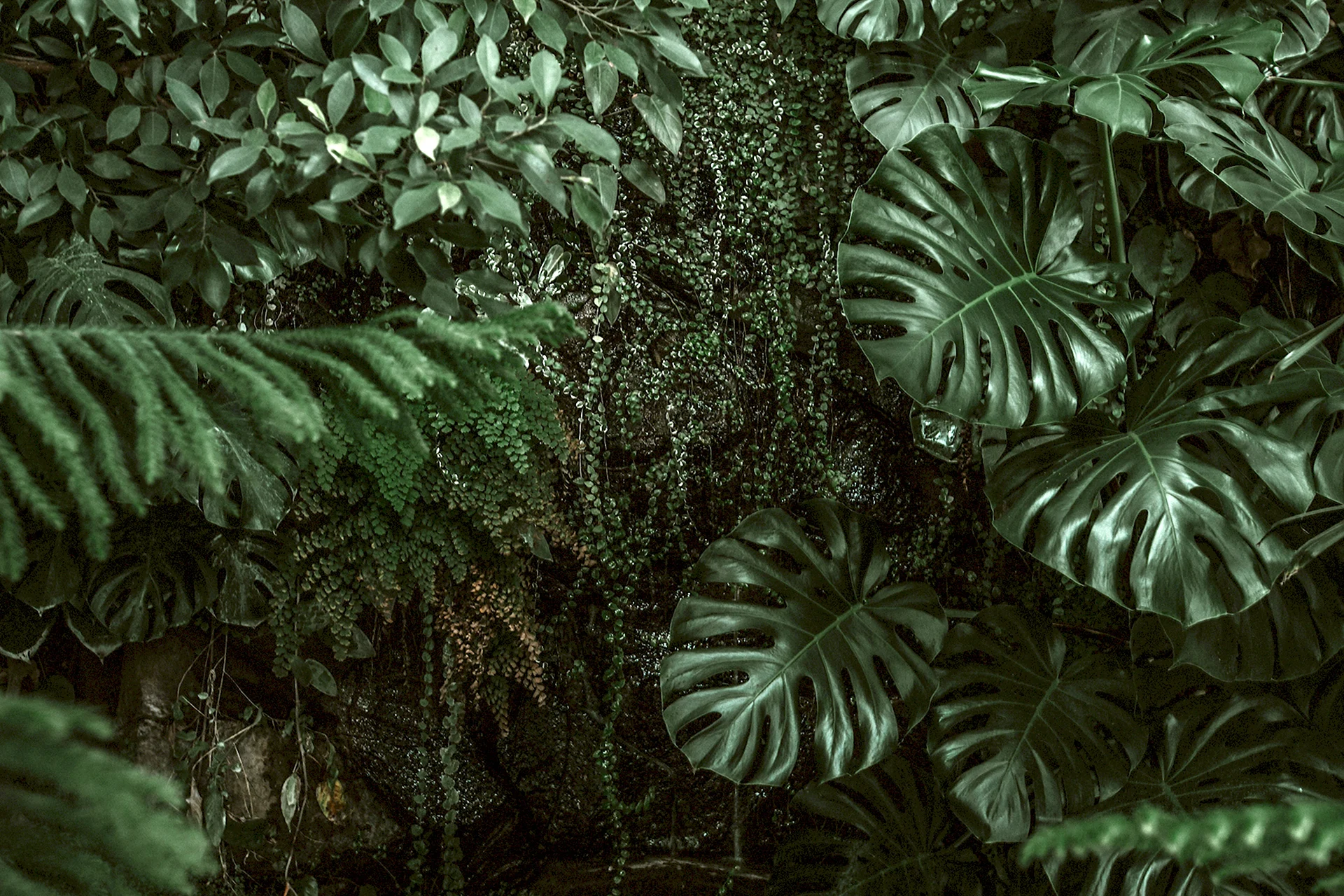 Монстера листья в джунглях