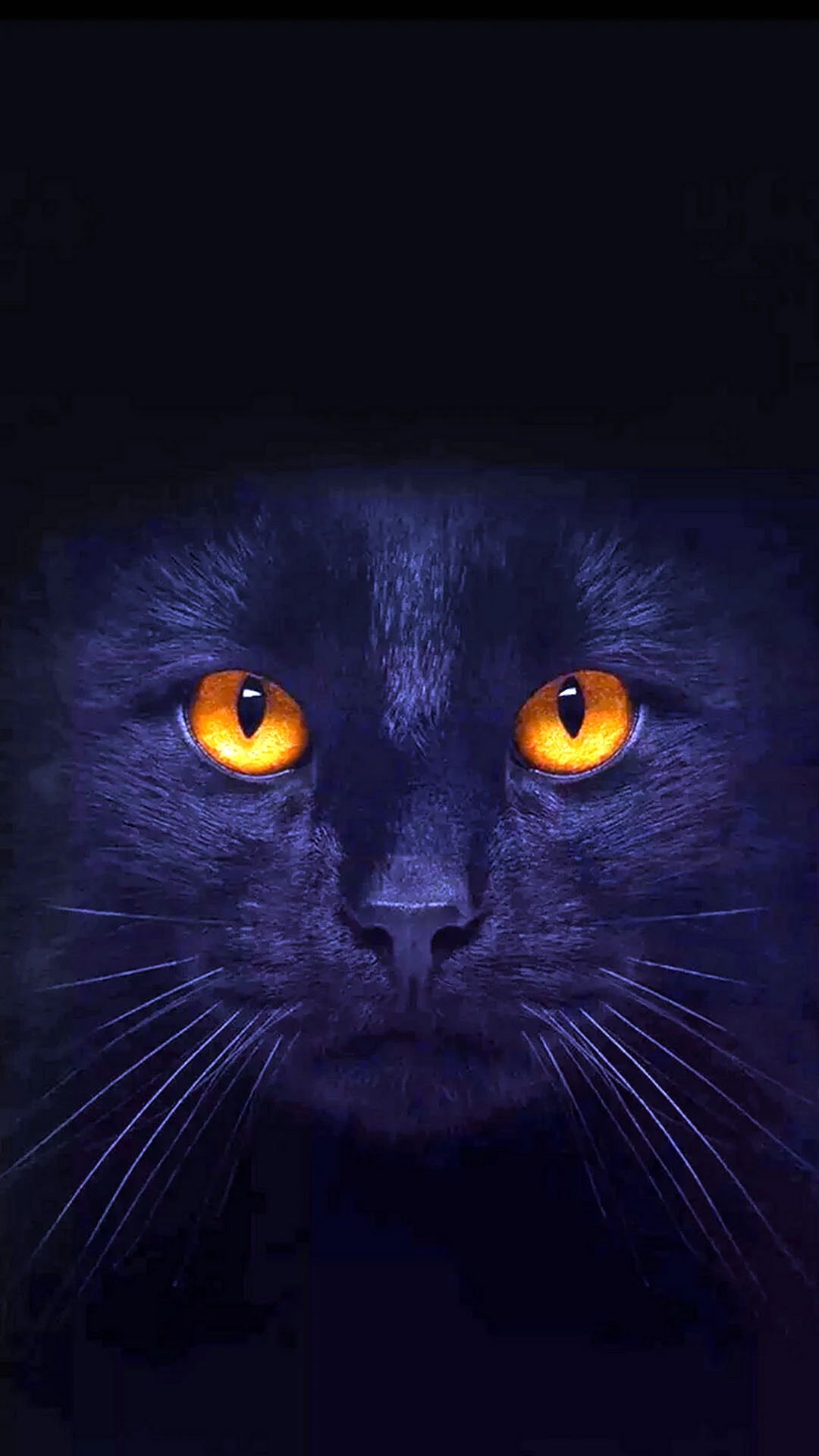 Морда черной кошки