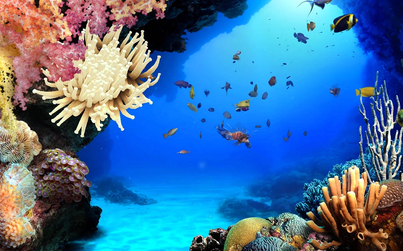 Море подводный мир