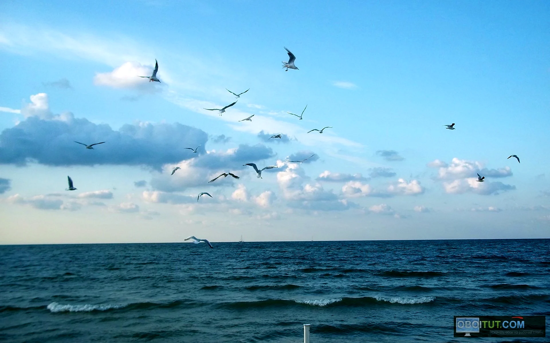 Море с чайками