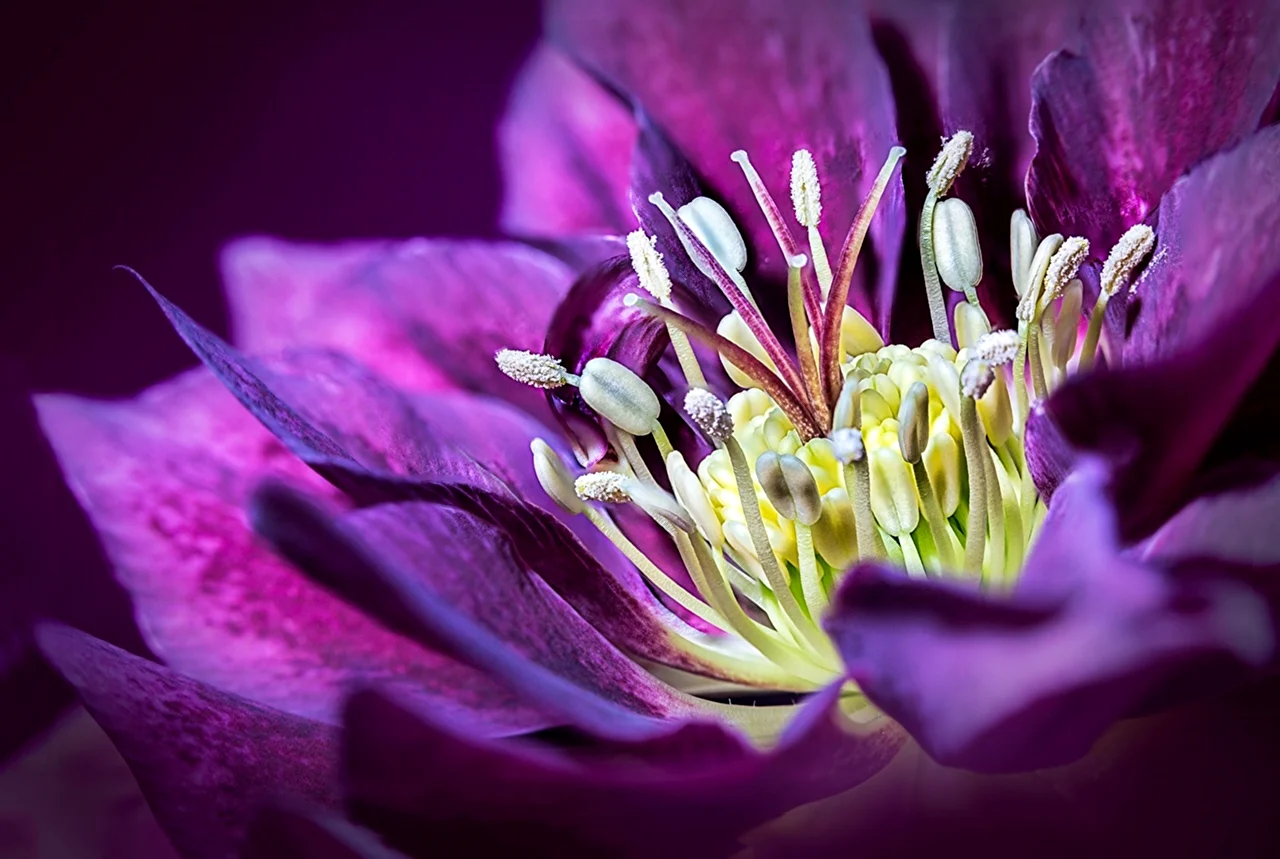 Морозник фиолетовый цветок