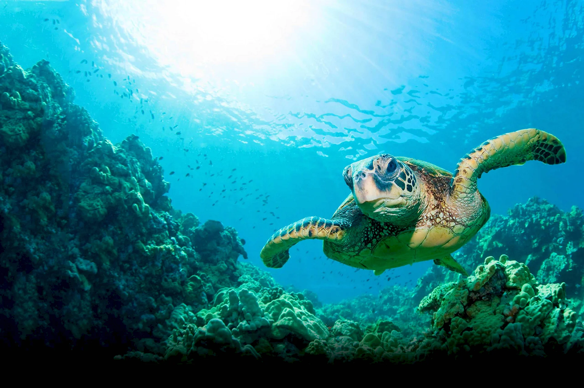 Морская черепаха Галапагосы