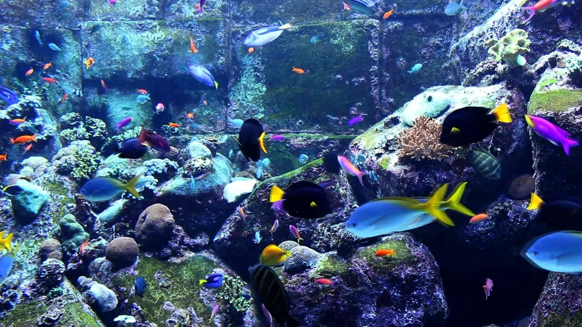 Морской аквариум HD