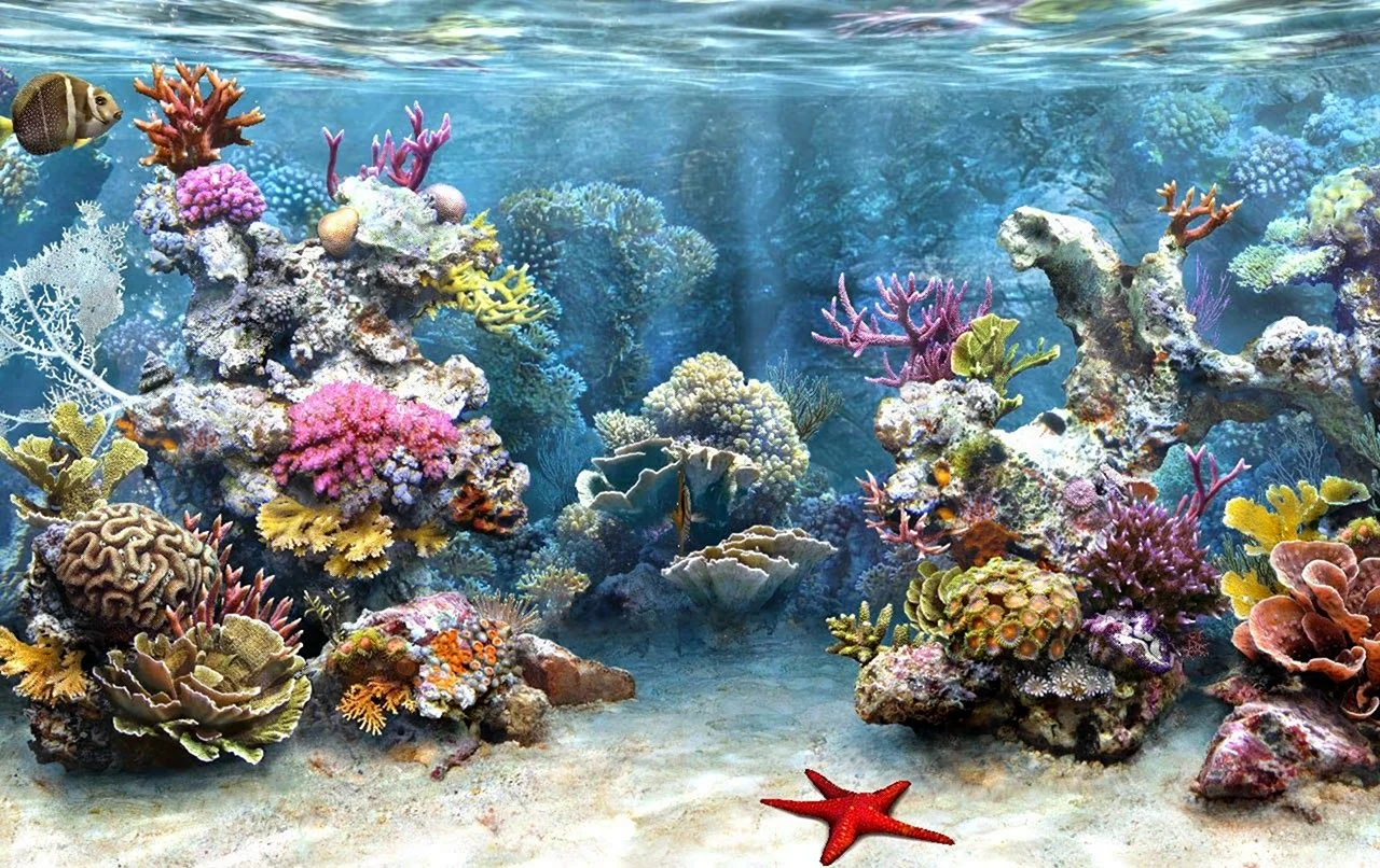 Морской аквариум коралловый риф