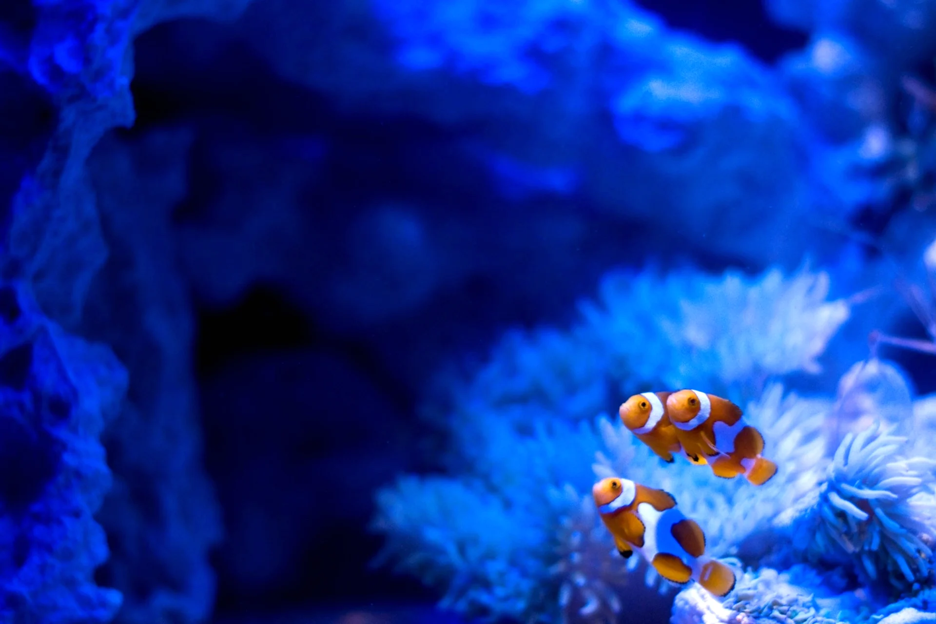Морской аквариум риф клоун