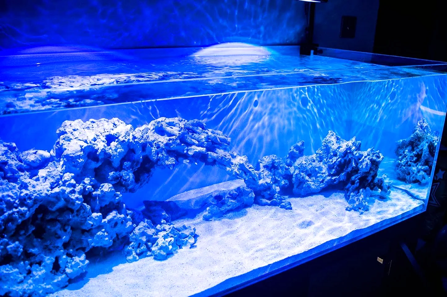 Морской аквариум с синим фоном