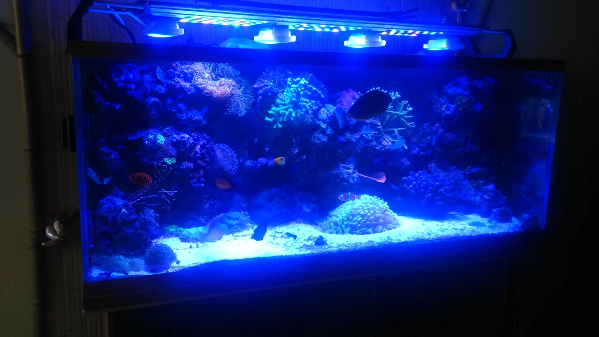 Морской аквариум со светом 6500к