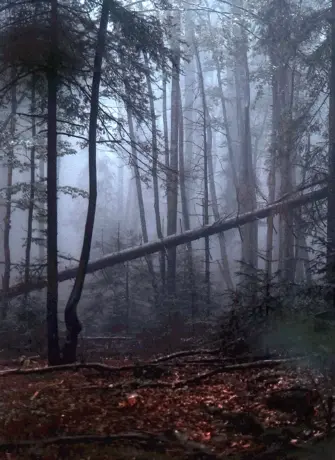 Мрачные леса 2019 фильм