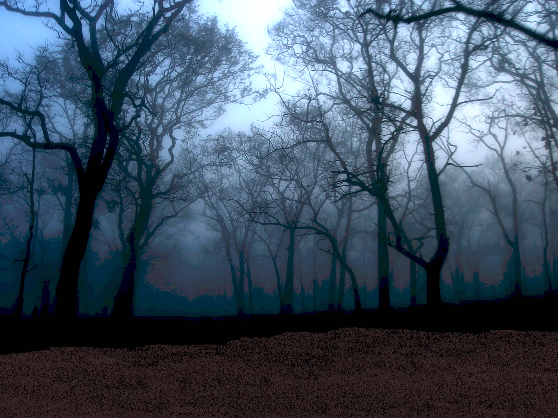 Мрачный ночной лес