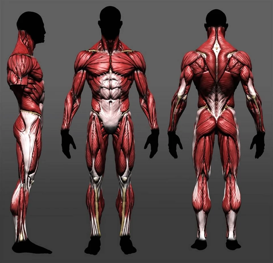 Мышцы тела референс