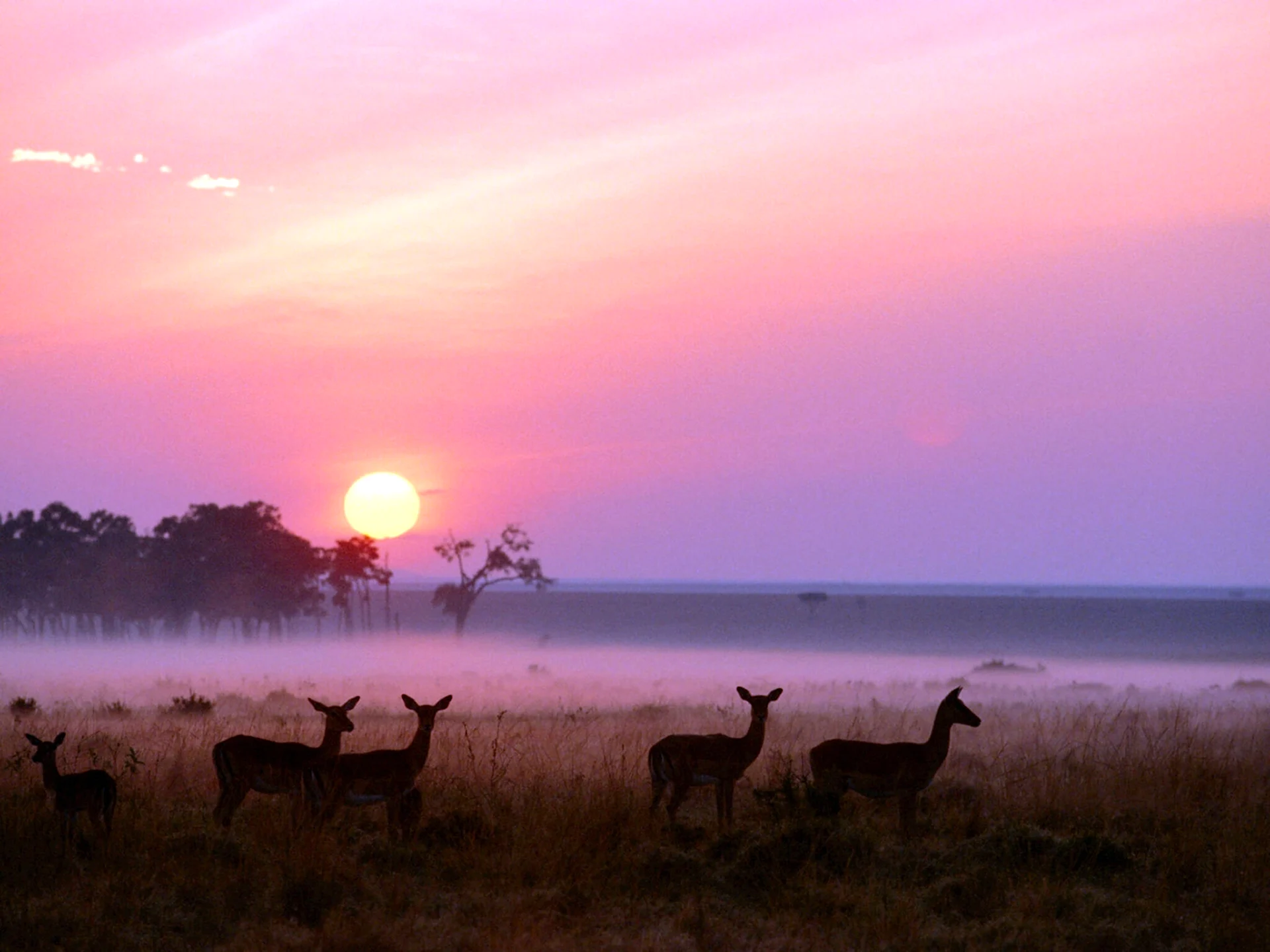 Национальный парк Масаи Мара Кения рассвет