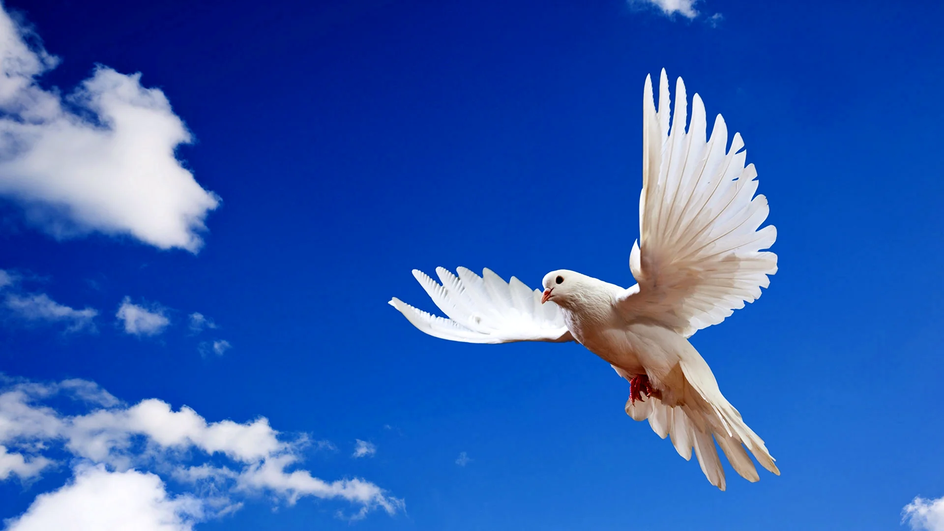 Небо с голубями ко Дню Победы