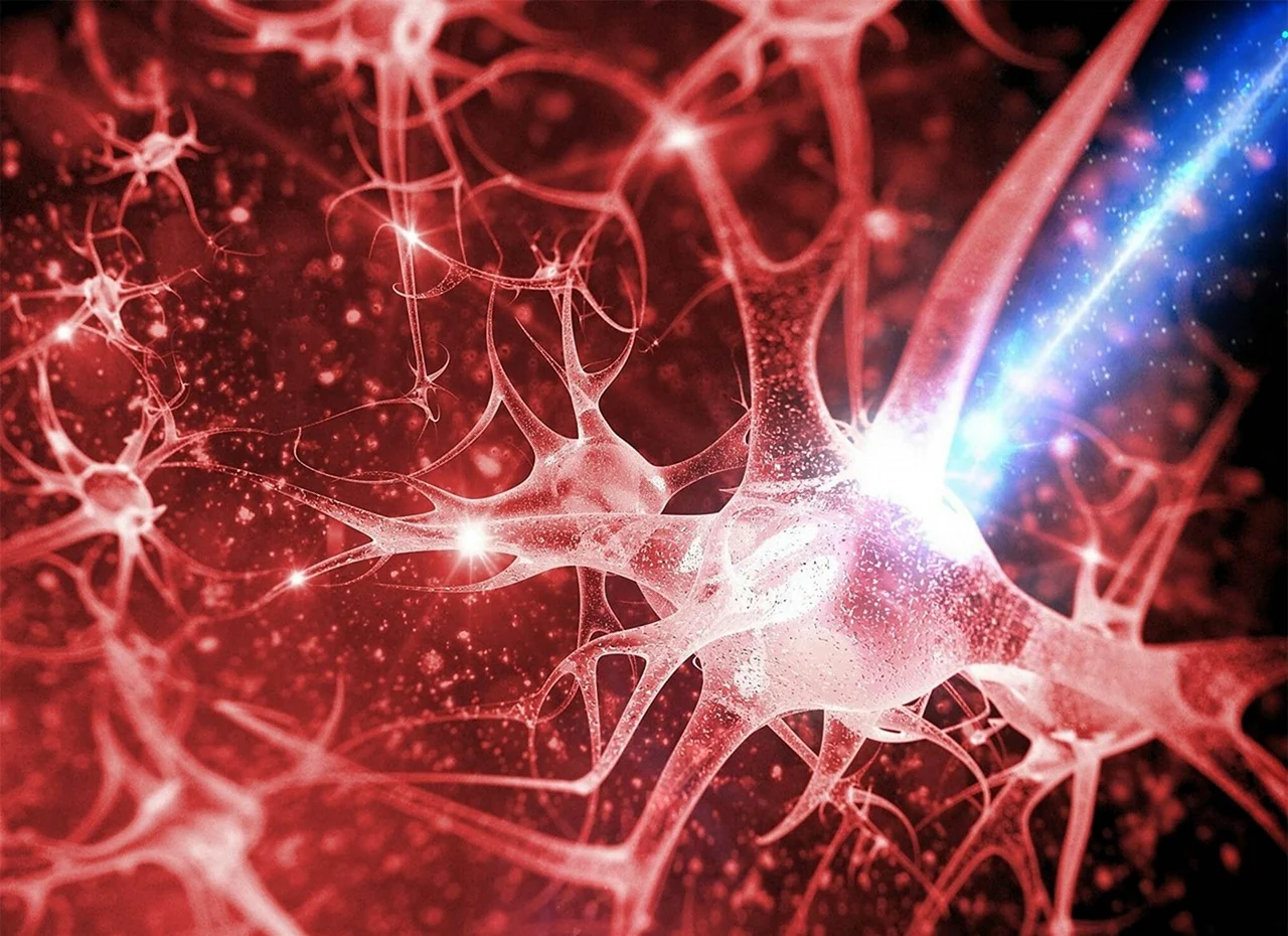 Нейронные связи