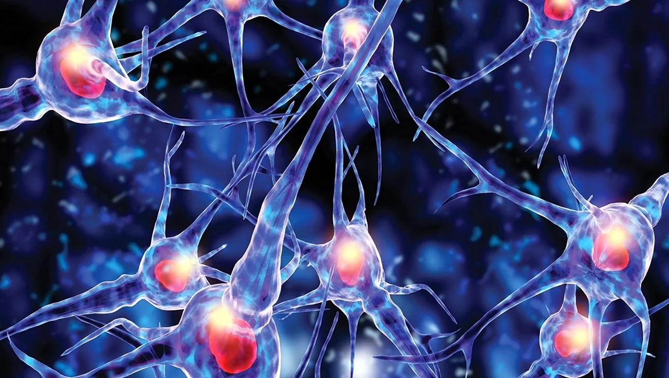 Нейроны и глиальные клетки