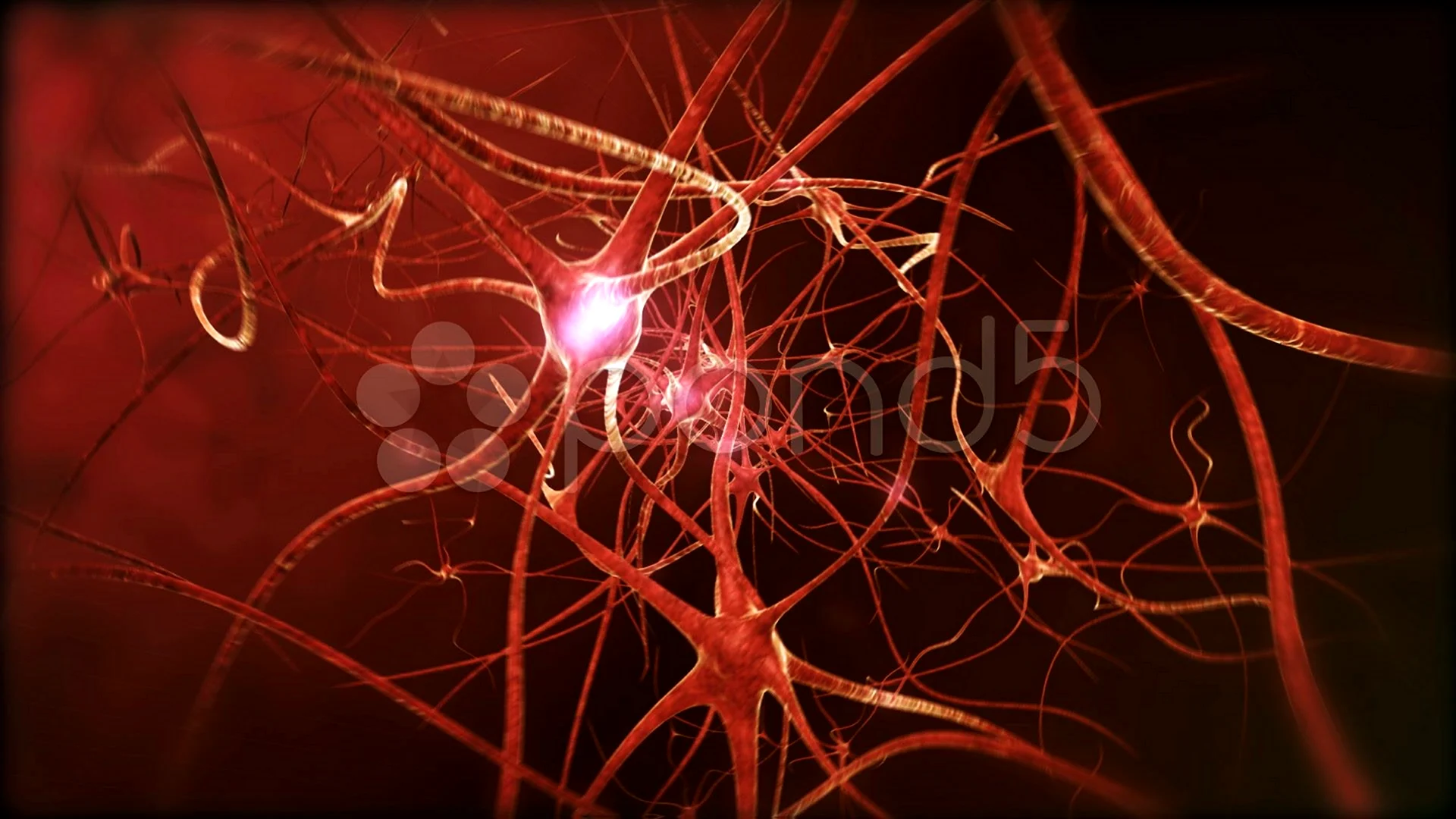 Нервная система человека Нейрон