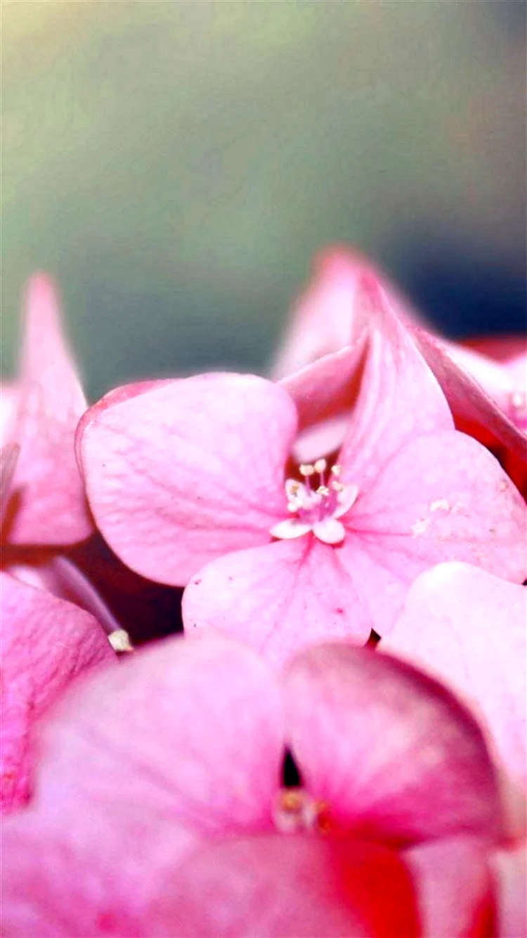 Нежно розовые цветы маленькие