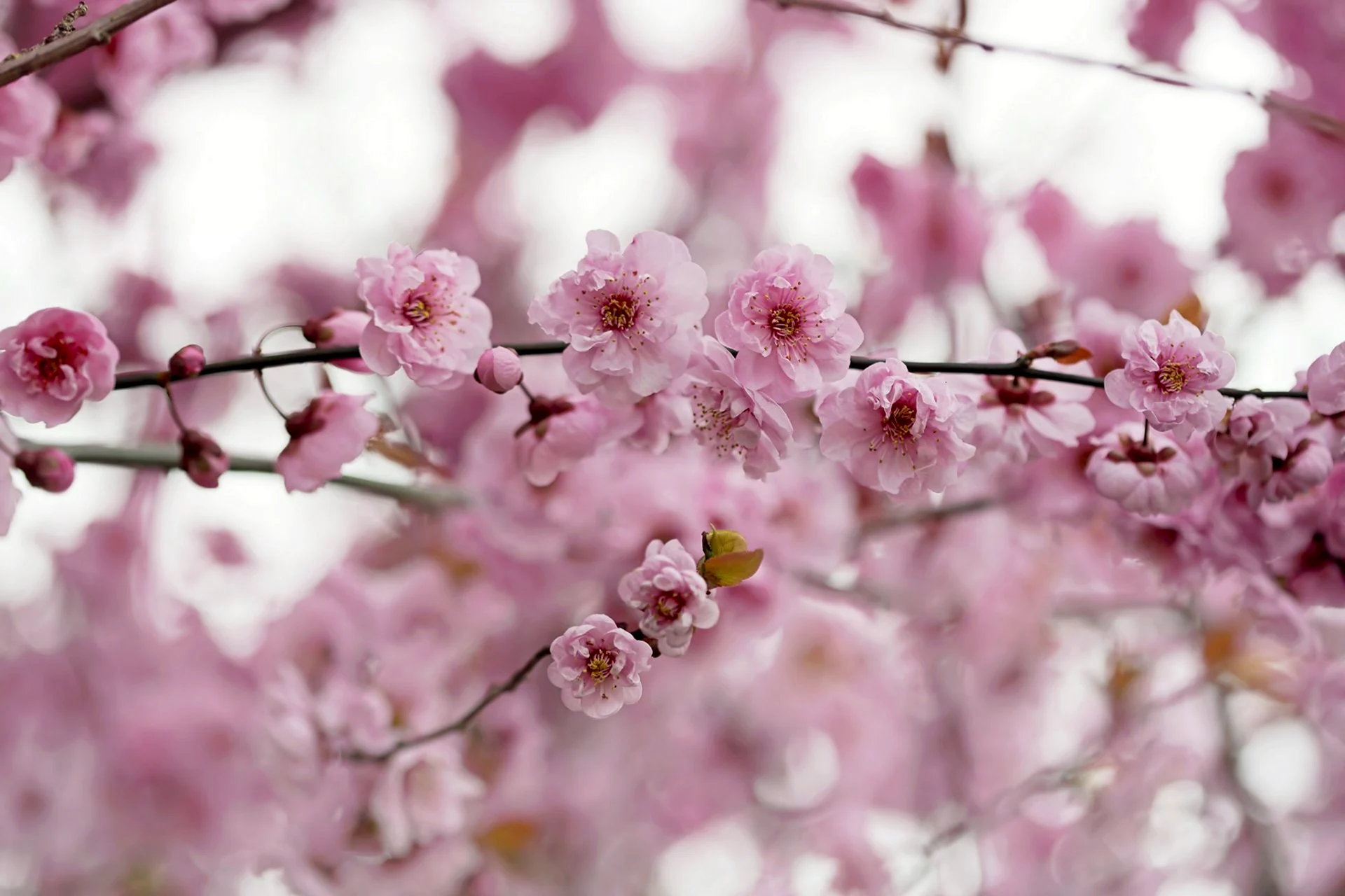 Нежно розовые цветы Сакуры