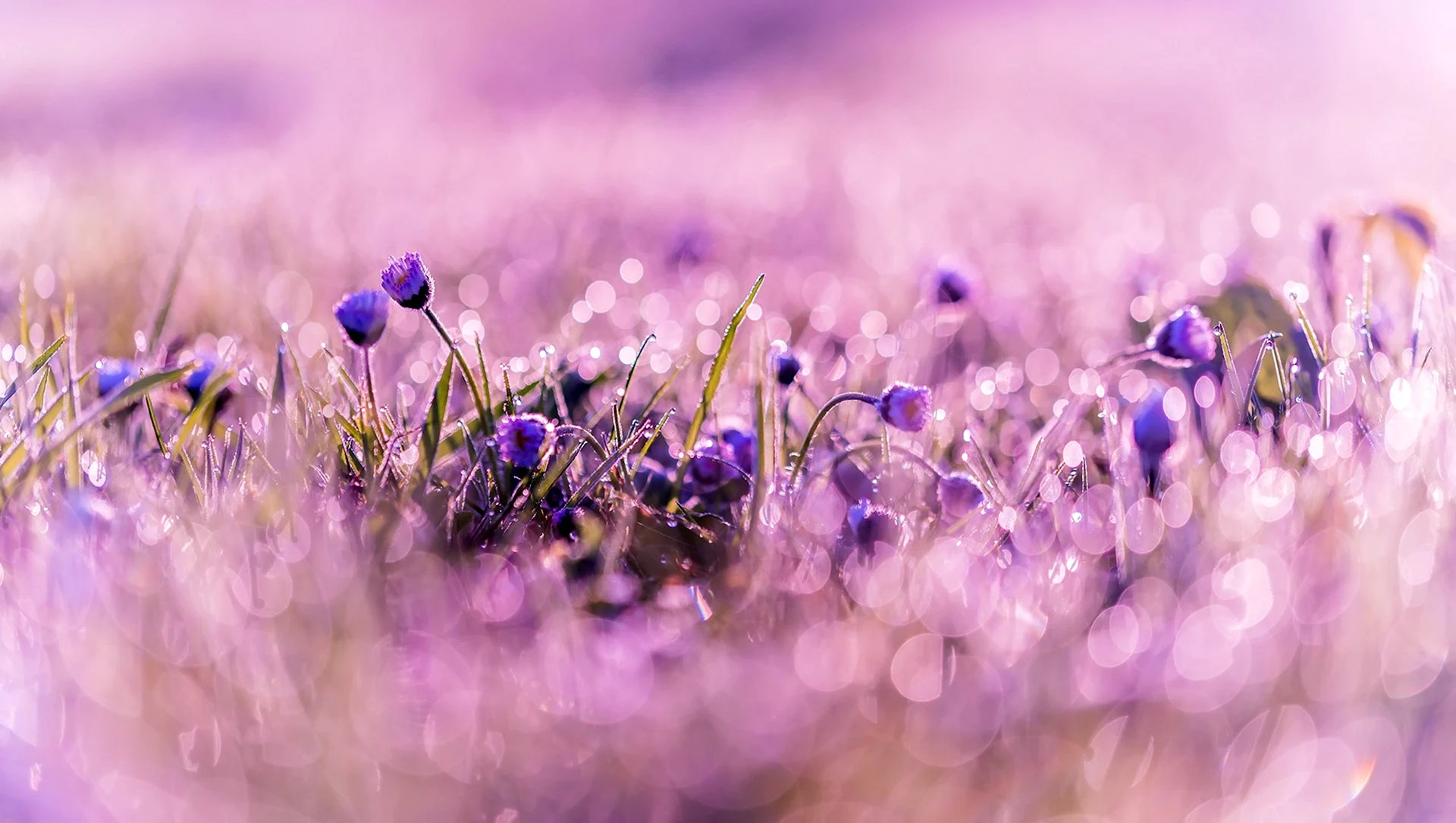 Нежные фиолетовые цветы