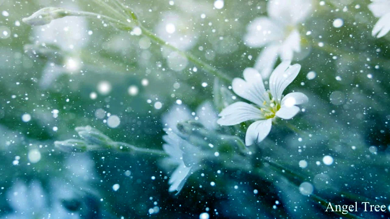 Нежные цветы на фоне снега
