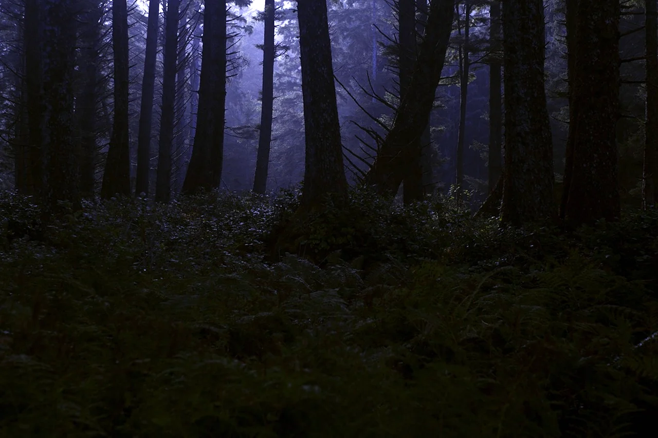 «Ночь в лесу»
