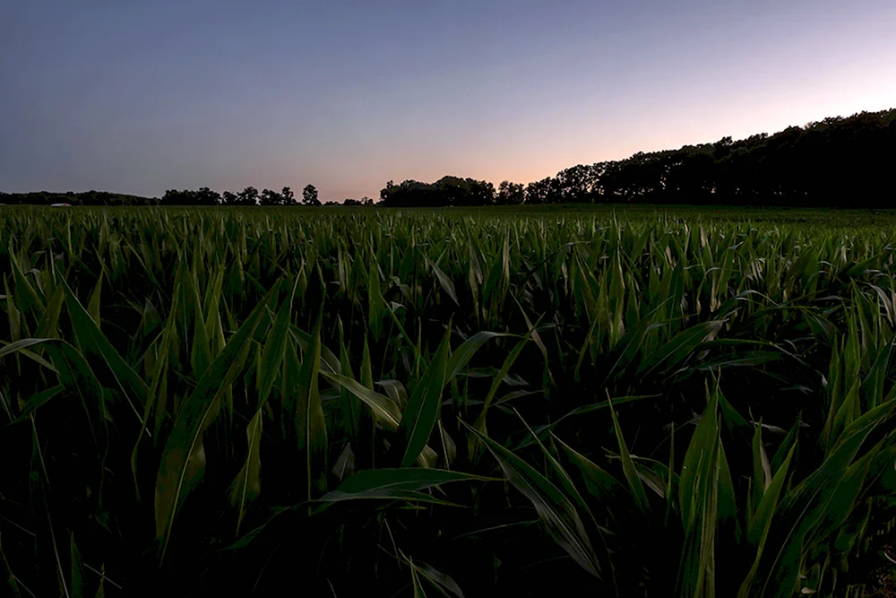 Ночное кукурузное поле